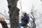 Tree worker roped into a tree for safety