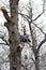 Tree worker in a tree with tools