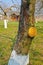 Tree-wound paint on a fruit-tree branch cut. Spring works in a garden