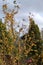 Tree with yellow berries and thorny branches in East Grinstead