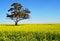 A Tree and Yellow Canola Field