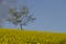 Tree among Yellow field of colza