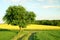 A tree, a yellow field and a path