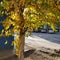 tree with yellow foliage on blue stop background

ï¿¼