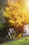 Tree with yellow leaves above water