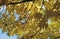 Tree with yellow leaves in autumn, illustrative design