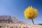 Tree with yellow leaves in autumn season