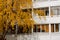 Tree with yellow leaves on a background of a tall house