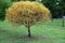 Tree with yellow leaves mysterious Park as background