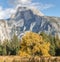 A tree with yellow leaves before a wall of evergreen trees and the tall Half Dome mountain. Close up view