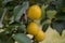 Tree with yellow plums and green leaves. Ripen fruits. Summer