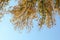 Tree with yellowed leaves against blue sky