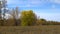 Tree with yellowing leaves on autumn meadow. Early autumn.