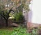 Tree with yellowing leaves and wheelbarrow leaning against the wall