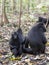 Tree young black macaques