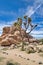 Tree yucca and huge desert rocks against vivid sky at Joshua Tree National Park