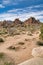 Tree yuccas at a desert landscape in Joshua Tree National Park California