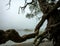 Tree with a Zugspitze lake and a foggy sky in Eibsee