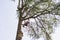 treeclimber above tree to perform pruning and felling arboriculture