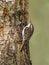 Treecreeper (Certhia familiaris)