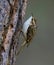 Treecreeper climbing up a tree trunk