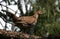 Treed Blue Grouse