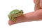 Treefrog on finger