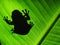 Treefrog silhouette