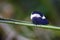 Treehoppers or typical treehoppers, curious insect of the Membra