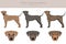 Treeing Tennessee Brindle clipart. Different poses, coat colors set