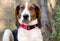 Treeing Tennessee Walker Coonhound