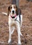 Treeing Tennessee Walker Coonhound