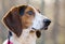 Treeing Tennessee Walker Coonhound Profile