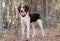 Treeing Tennessee Walker Coonhound Profile