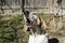 Treeing Walker Coon Hound Howling