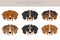 Treeing Walker coonhound clipart. Different poses, coat colors set