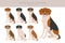 Treeing Walker coonhound clipart. Different poses, coat colors set