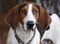 Treeing Walker Coonhound dog with big floppy ears portrait