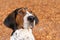 Treeing Walker Coonhound dog looking forward