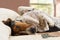 Treeing Walker Coonhound dog lying upside down on bed