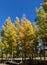 Treeline of Aspens in the Fall