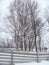 Treeline in Winter Fence and Birch Trees Nature Photograph Outdoor