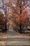 Treelined footpath in a park