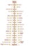 TreeOfLifeHumanEvolutionPhylogenetic