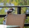 Treepie Rufous