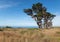 Trees above Pudding Creek beach