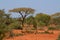 Trees acacia landscape in African savannah
