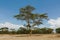 Trees acacia landscape in African savannah