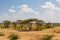 Trees acacia landscape in African savannah desert