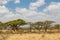 Trees acacia landscape in African savannah desert